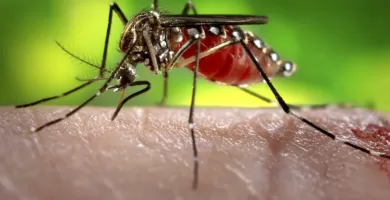 Vista lateral de un insecto africano rojo sobre piel humana
