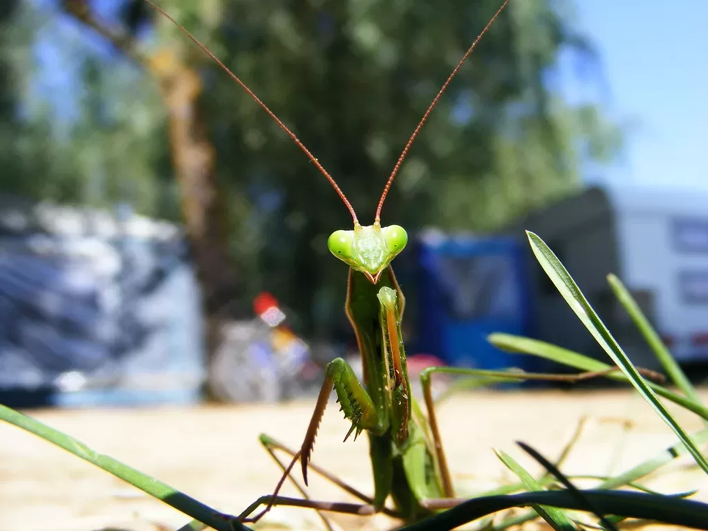 Vista frontal de insecto africano verde claro