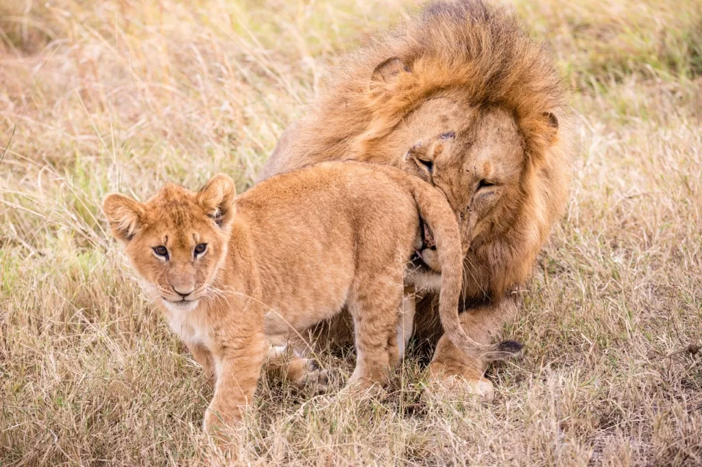 León africano adulto interactuando con una cría