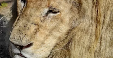 Vista de la cara de un león africano viejo