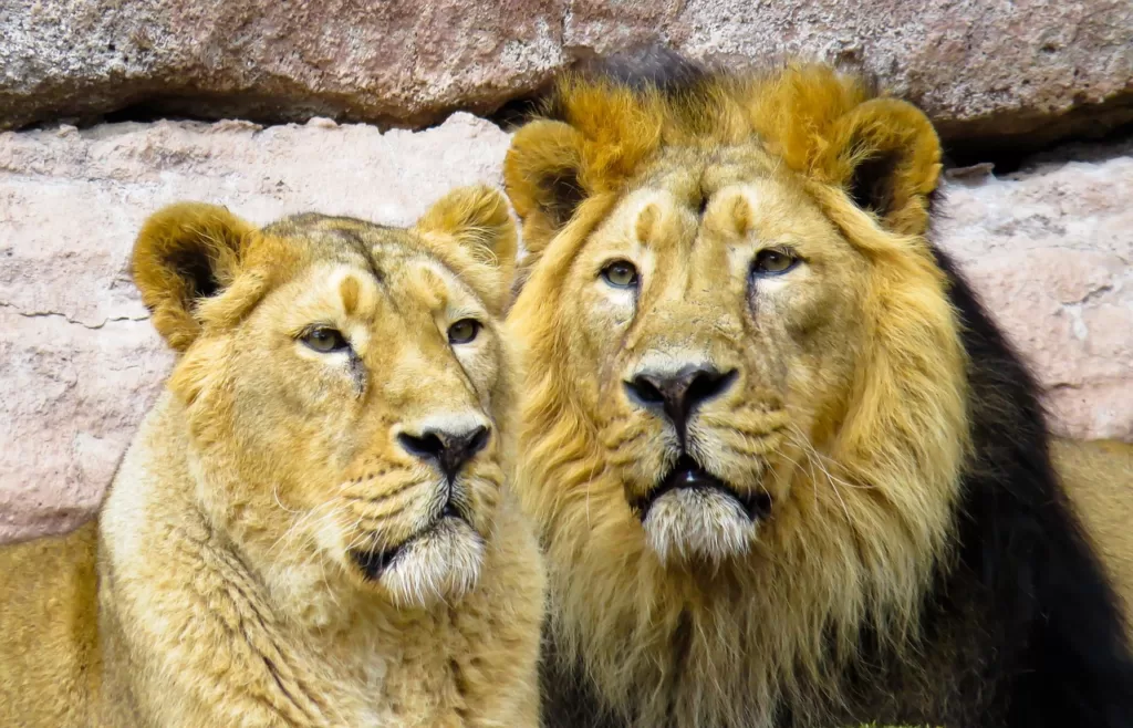 Vista frontal de un león y una leona africanos