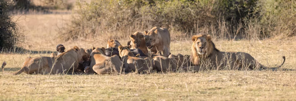 Manada de leones africanos alimentándose de un búfalo