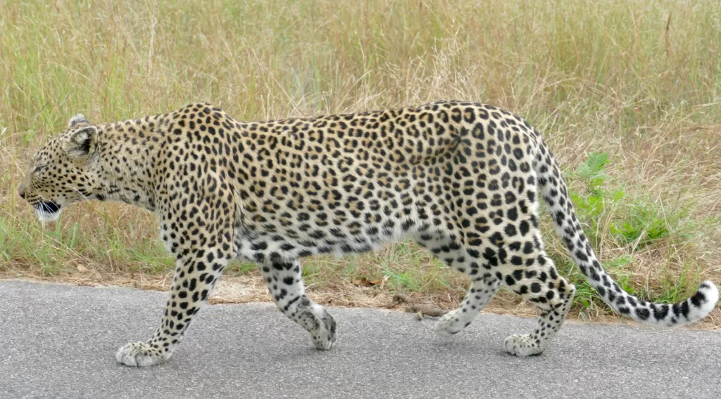 Panorámica de cuerpo entero de un leopardo de África