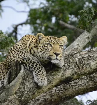 Leopardo africano descansando en un árbol