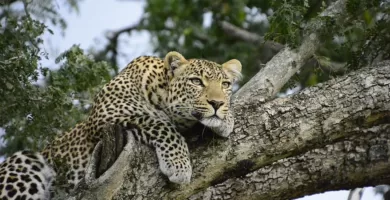 Leopardo africano descansando en un árbol