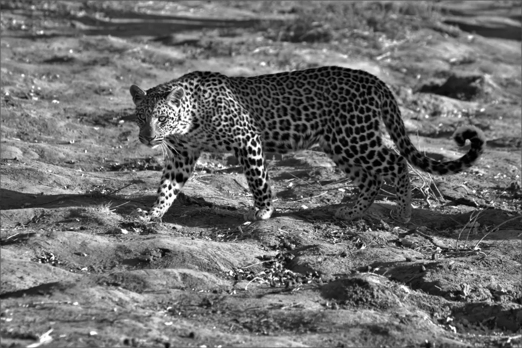 Foto en blanco y negro de un leopardo africano 