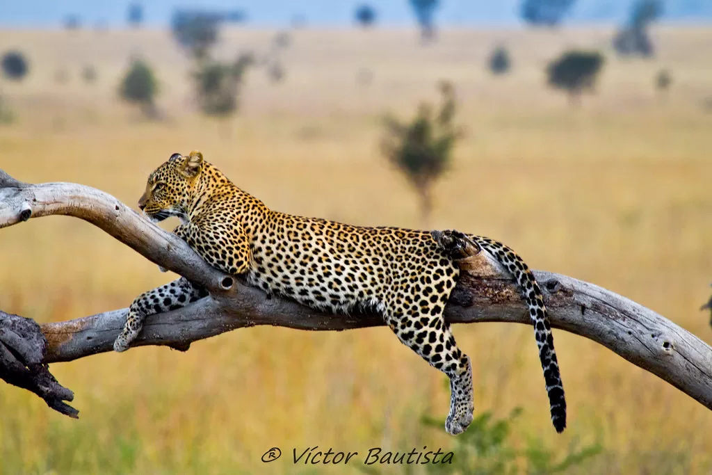 Leopardo africano descansando en un árbol