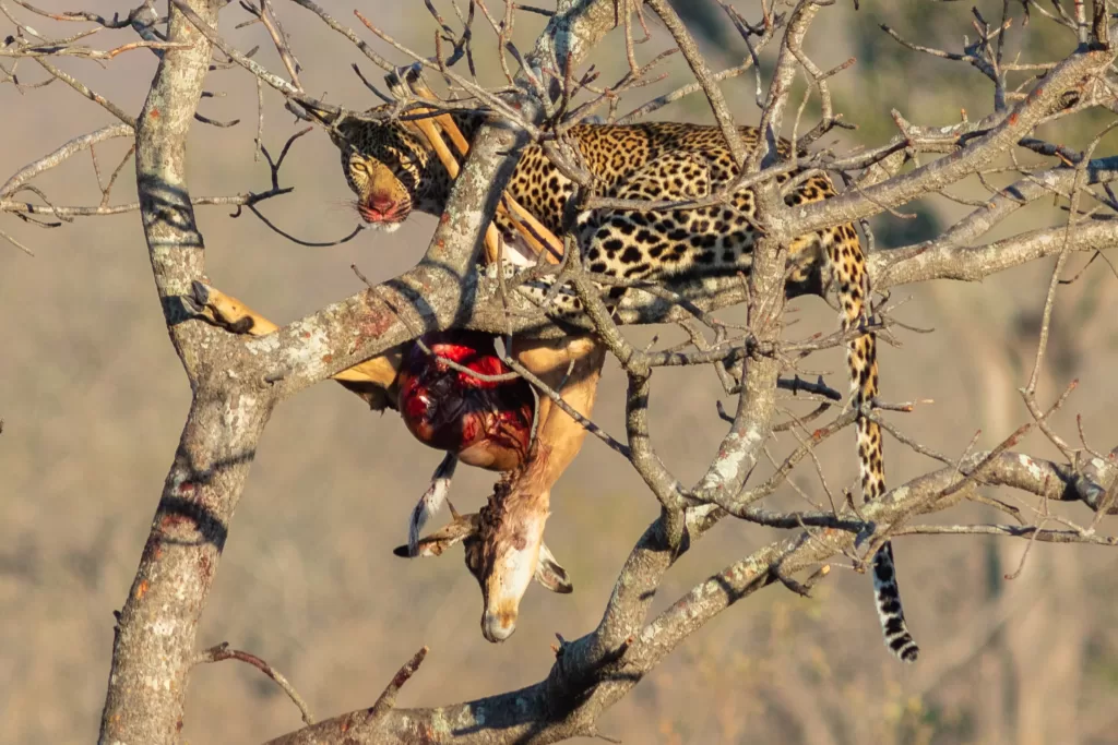 Leopardo africano con su presa encima de un árbol