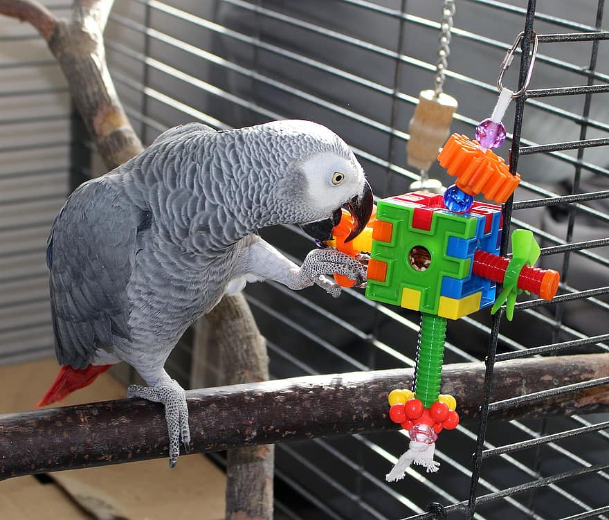 Loro gris de cola roja jugando con juguetes dentro de una jaula