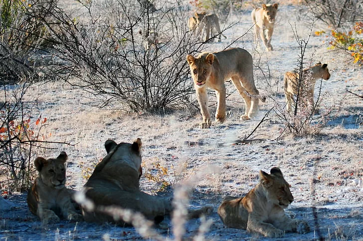 Manada de leones africanos en Namibia 