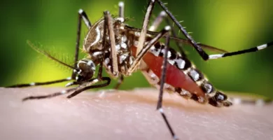 Mosquito Aedes sobre piel humana