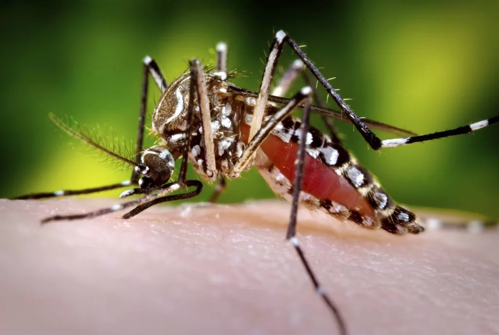 Mosquito Aedes sobre piel humana