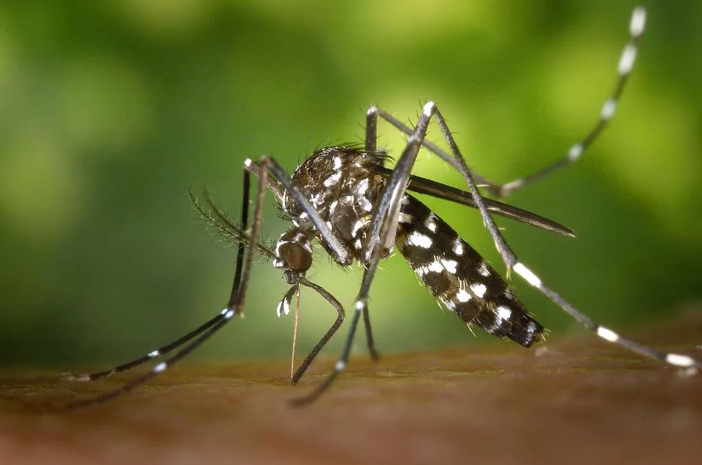 Mosquito de la fiebre amarilla sobre piel humana