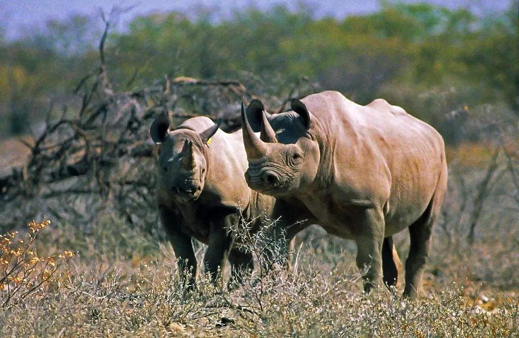 Pareja de rinocerontes negros africanos en África