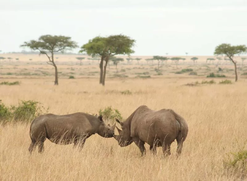 Pareja de rinocerontes negros africanos en la sabana