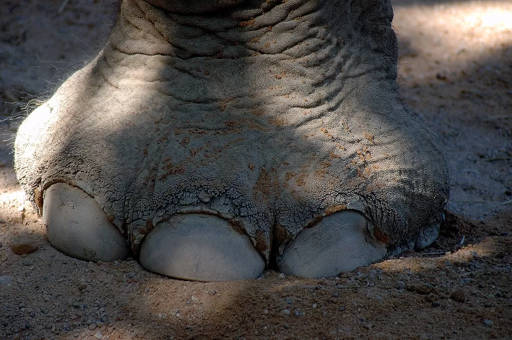 Vista frontal de pie del elefante africano