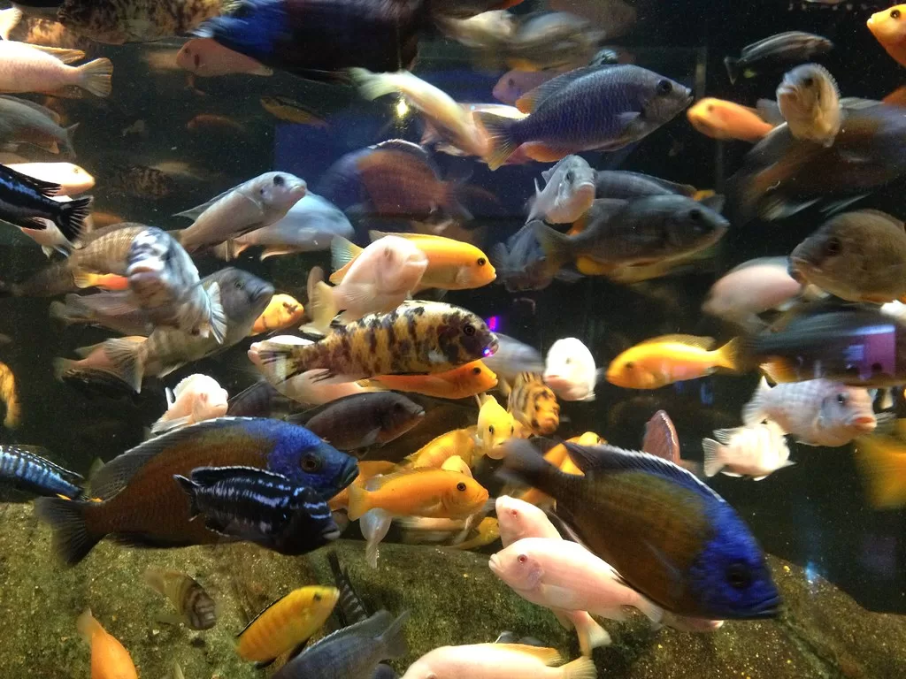 Multitud de peces africanos de varios colores