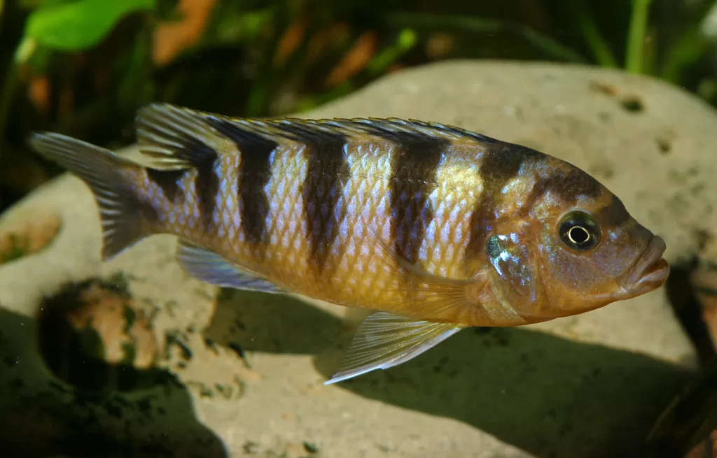 Vista lateral de un pez Kenyi con una roca al fondo 