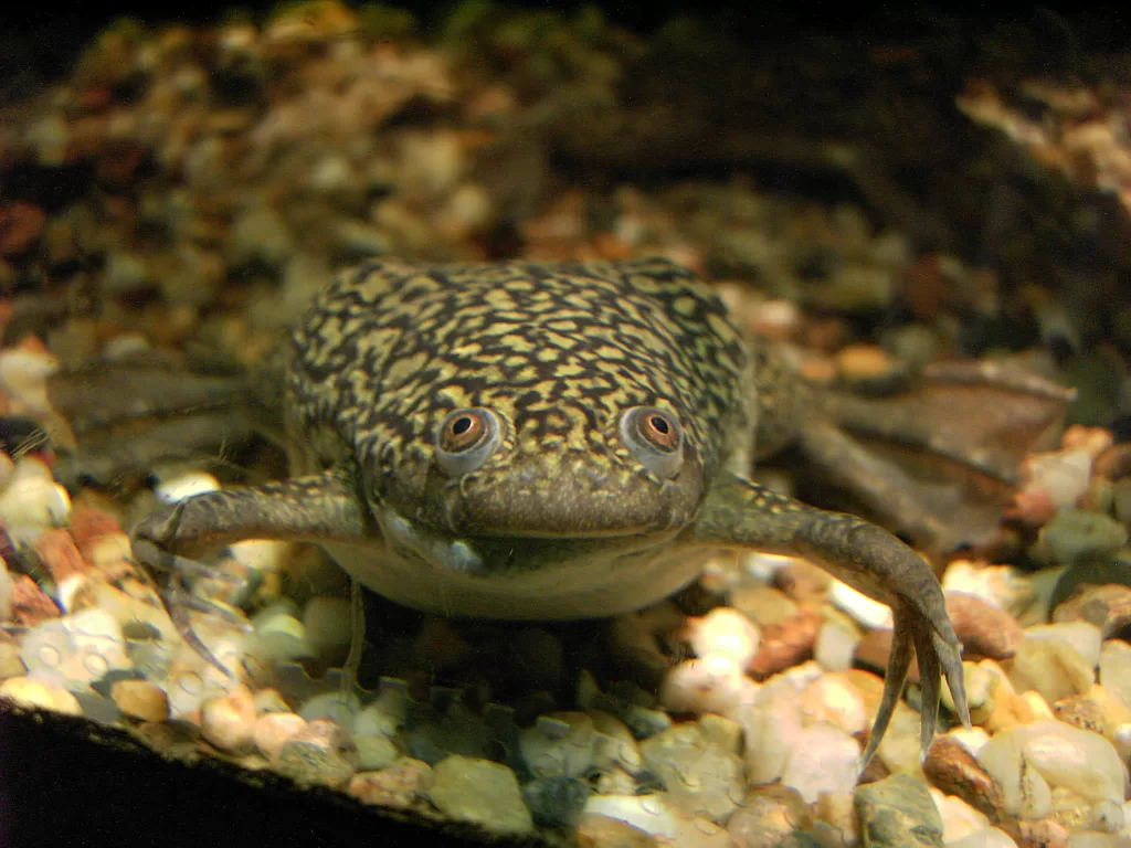 Vista frontal de la rana de uñas africana