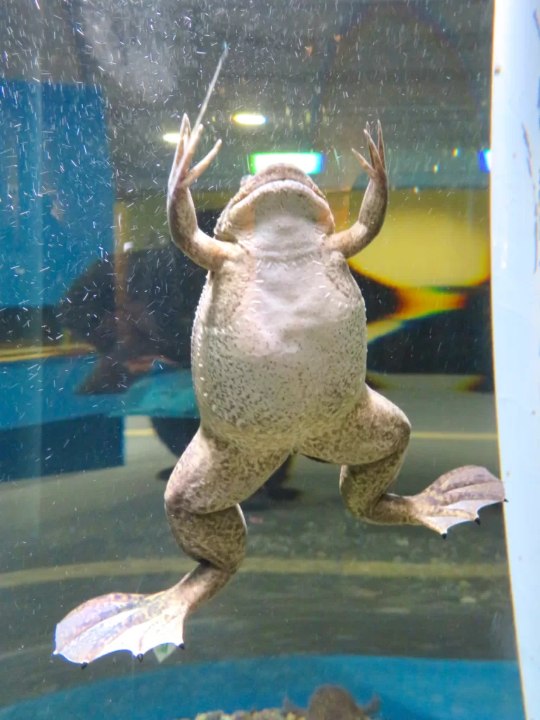 Vista frontal de parte inferior de rana africana de uñas nadando hacia arriba