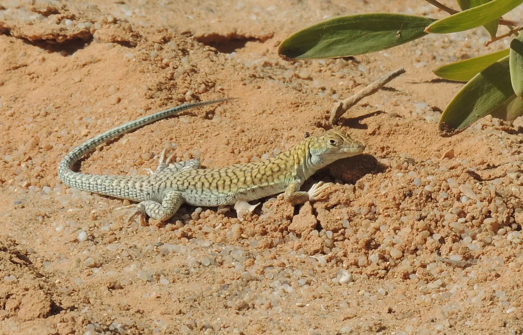 Reptil africano tomando el sol en la tierra