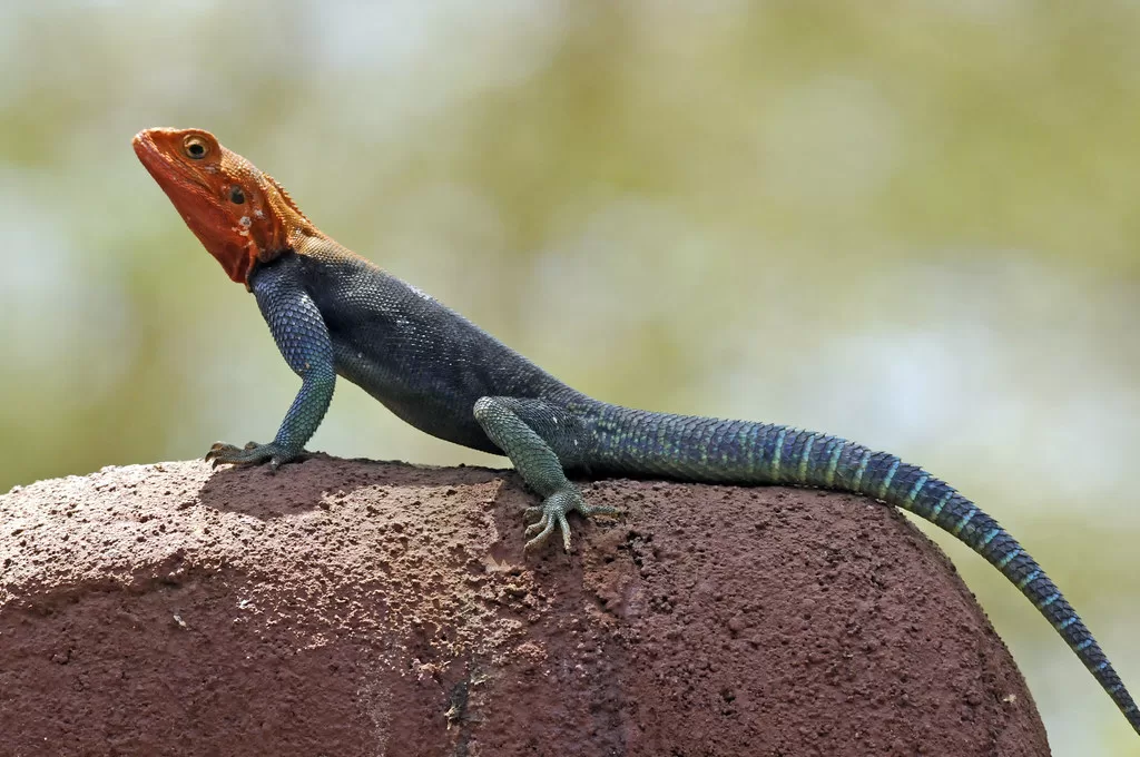 Reptil africano azul con la cabeza roja posando en una roca