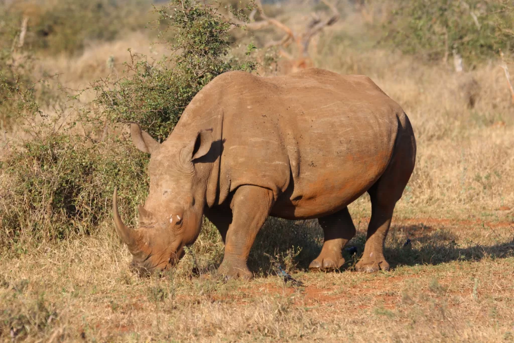 Rinoceronte negro africano alimentándose en la sabana