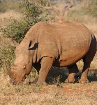 Rinoceronte negro africano alimentándose en la sabana