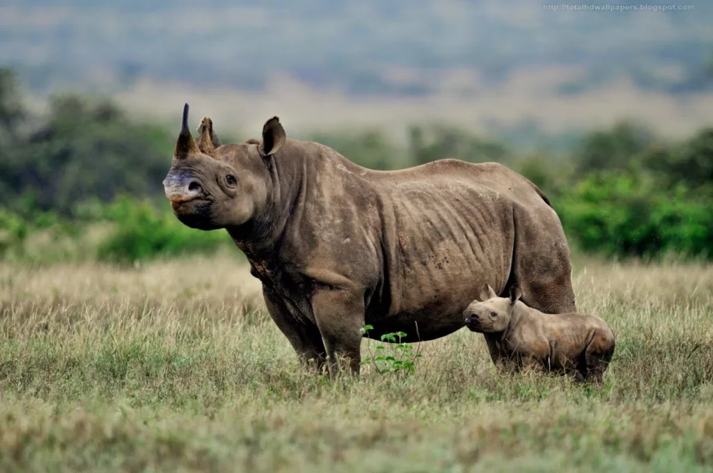 Rinoceronte negro africano con su cría en la sabana africana