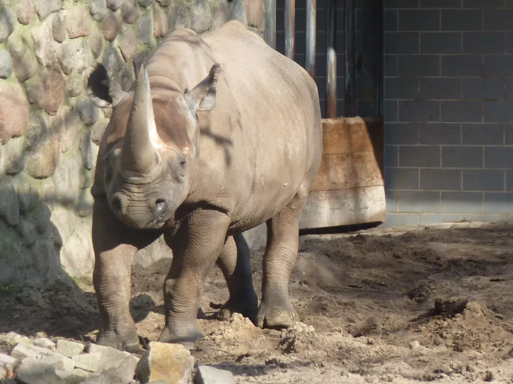Vista frontal de un rinoceronte negro africano en un zoo