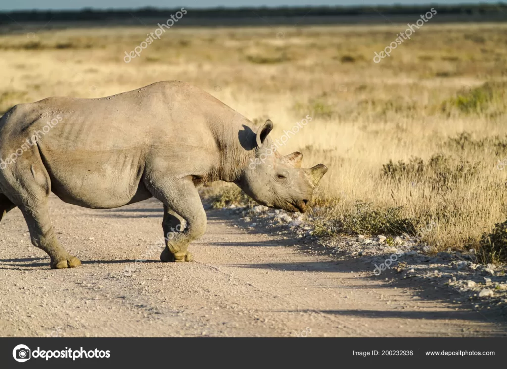 Rinoceronte negro africano sin cuerno cruzando la carretera