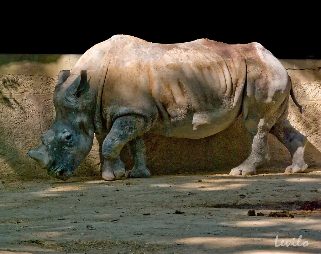 Vista lateral del cuerpo entero de un rinoceronte negro africano