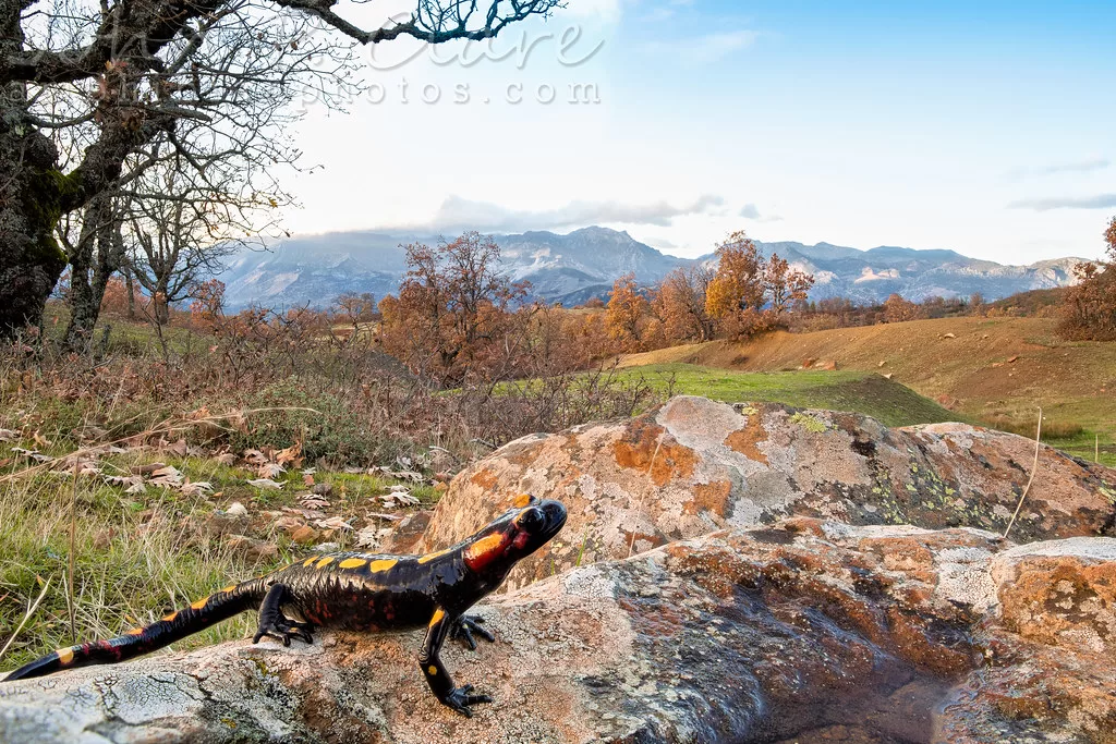 Salamandra Algira en una roca mirando hacia arriba