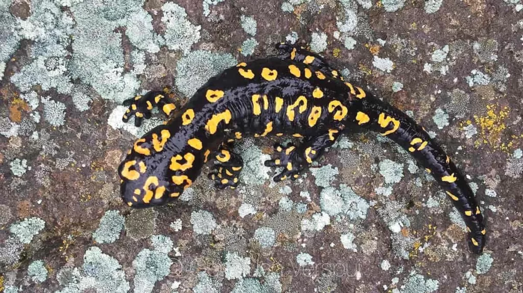 Vista aérea de una salamandra algira sobre una roca