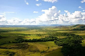 Paisaje de selva y sabana donde pueden vivir los elefantes africanos