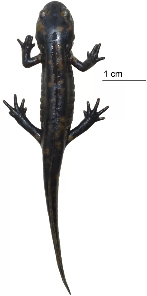 Vista aérea del tamaño de una salamandra norteafricana