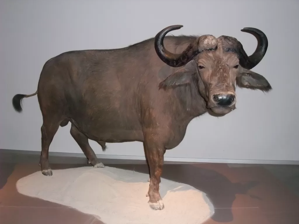 Taxidermia del búfalo africano expuesto en un museo