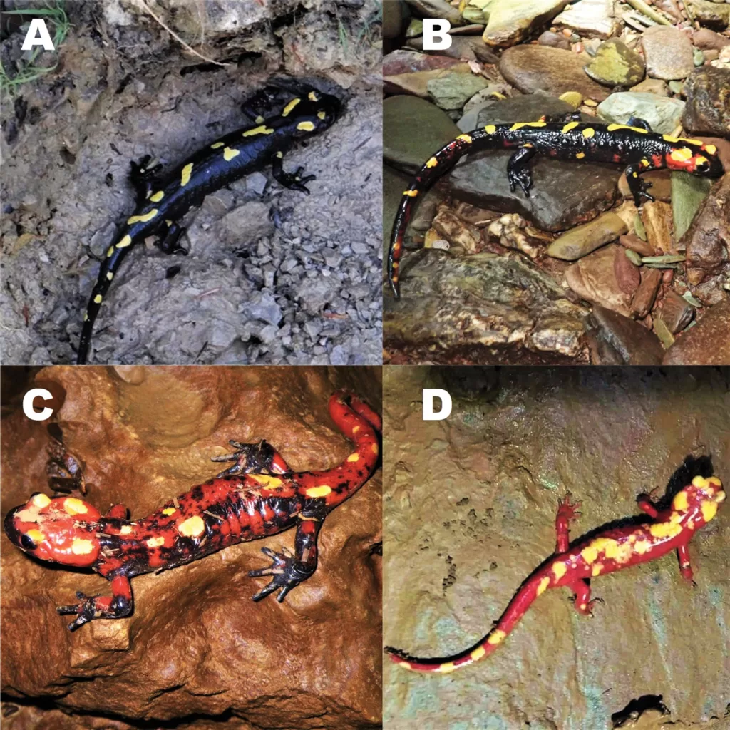 Cuadro con los cuatro tipos de salamandra norteafricana