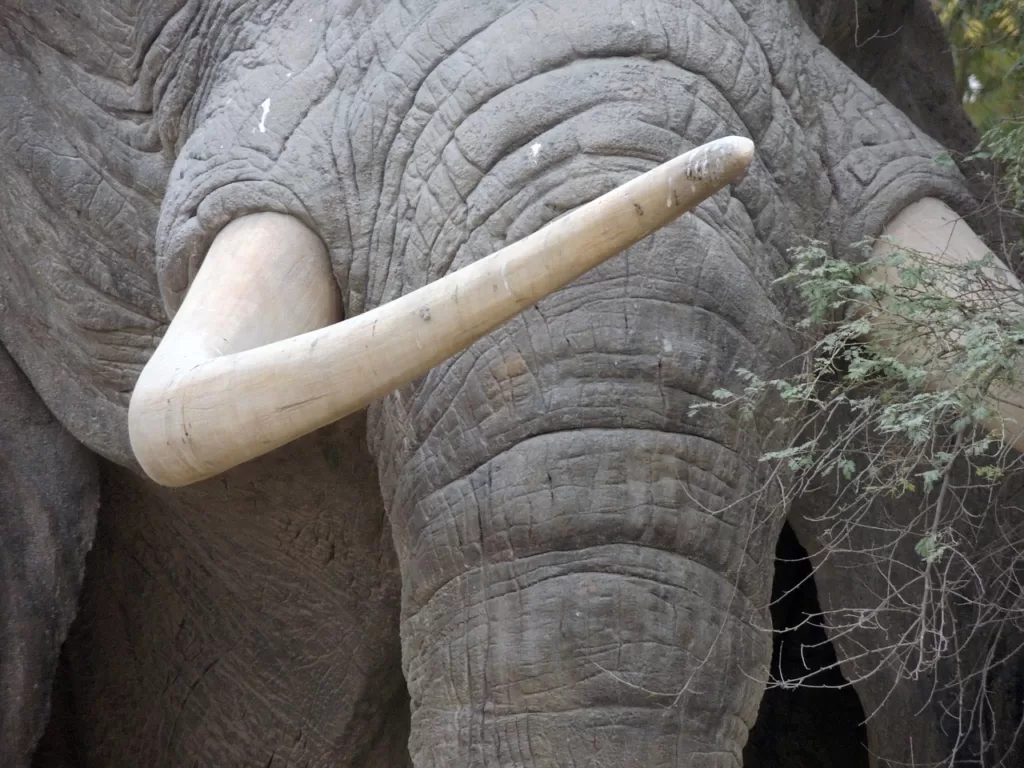 Vista frontal de la trompa de un elefante africano y de su colmillo derecho