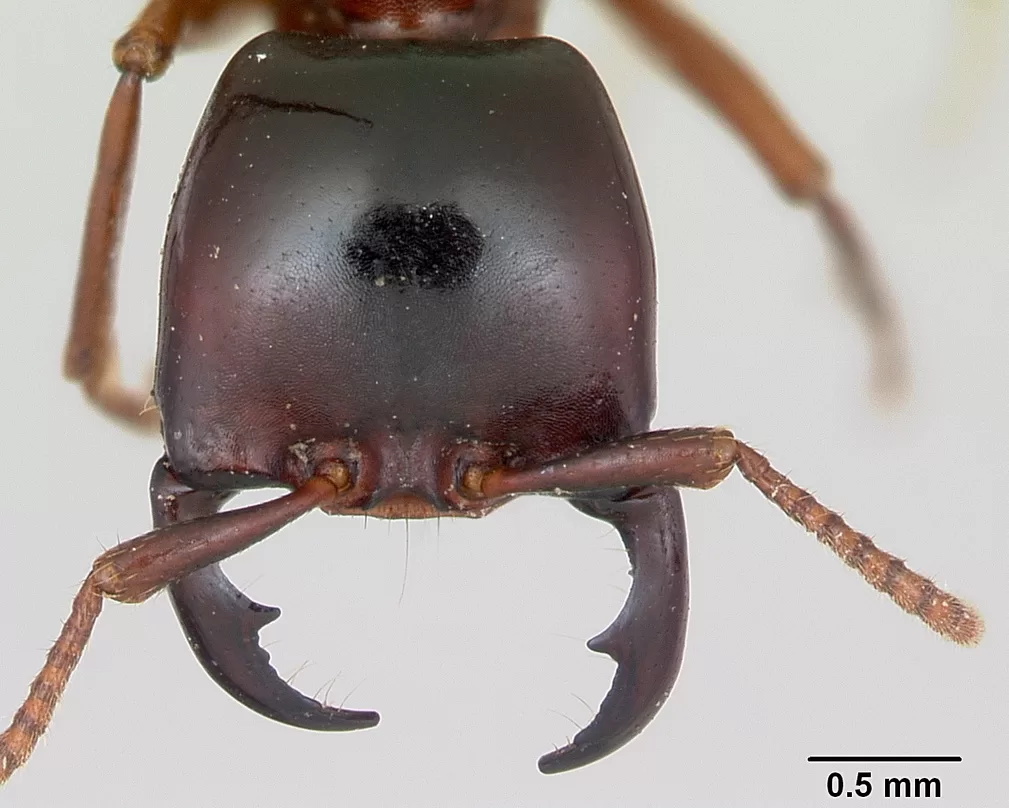 Vista aérea de la cabeza de la hormiga legionaria