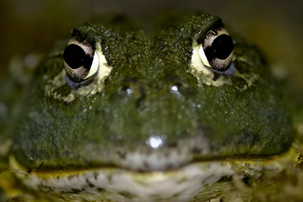 Vista frontal de la cabeza de una rana toro africana