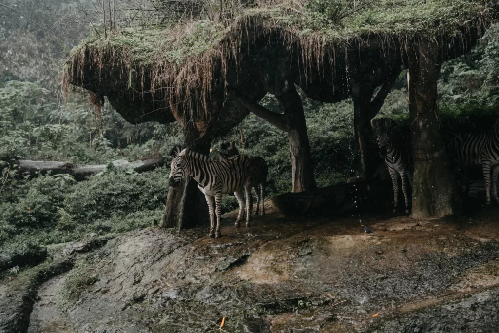 Cebras reales resguardándose de la lluvia debajo de un árbol