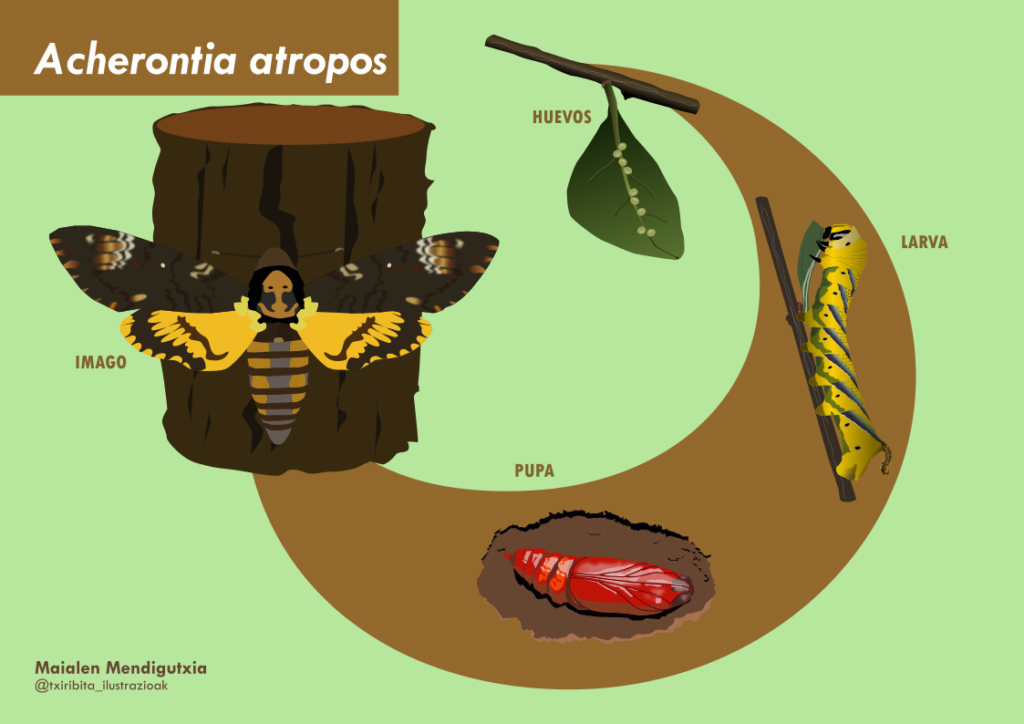 Ilustración sobre el ciclo de vida de la Acherontia Atropos