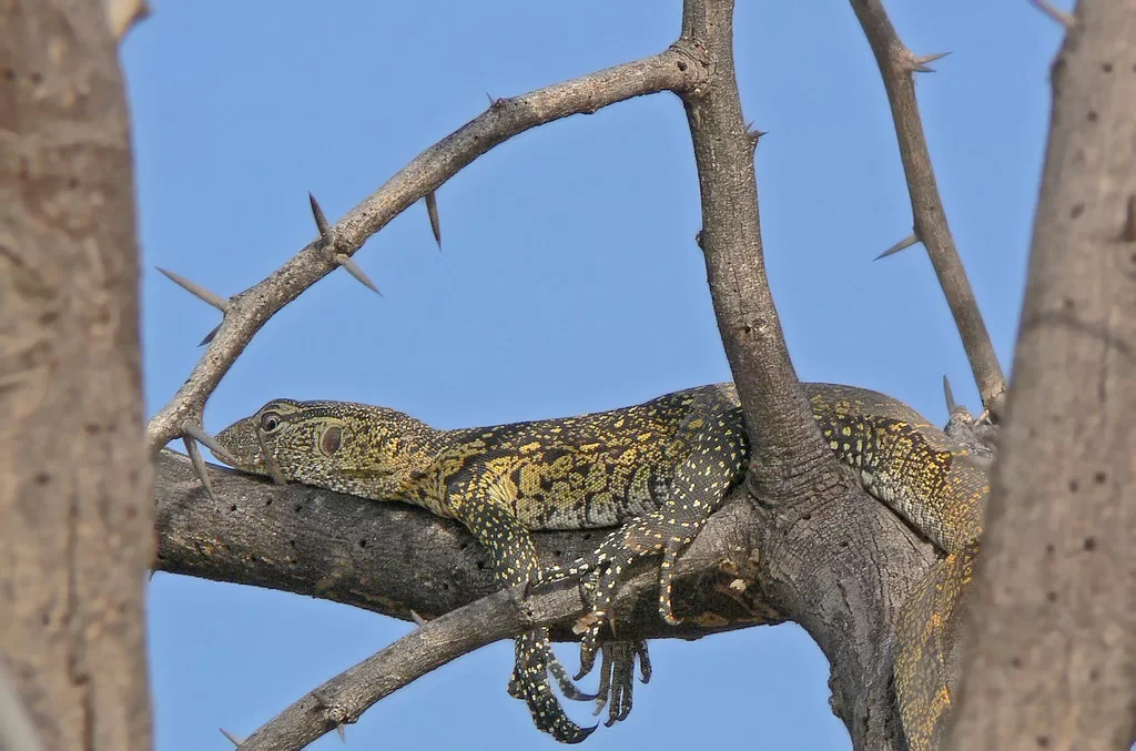 Cría de Varano del Nilo descansando en un árbol