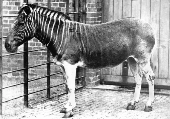 Equus Quagga en blanco i negro