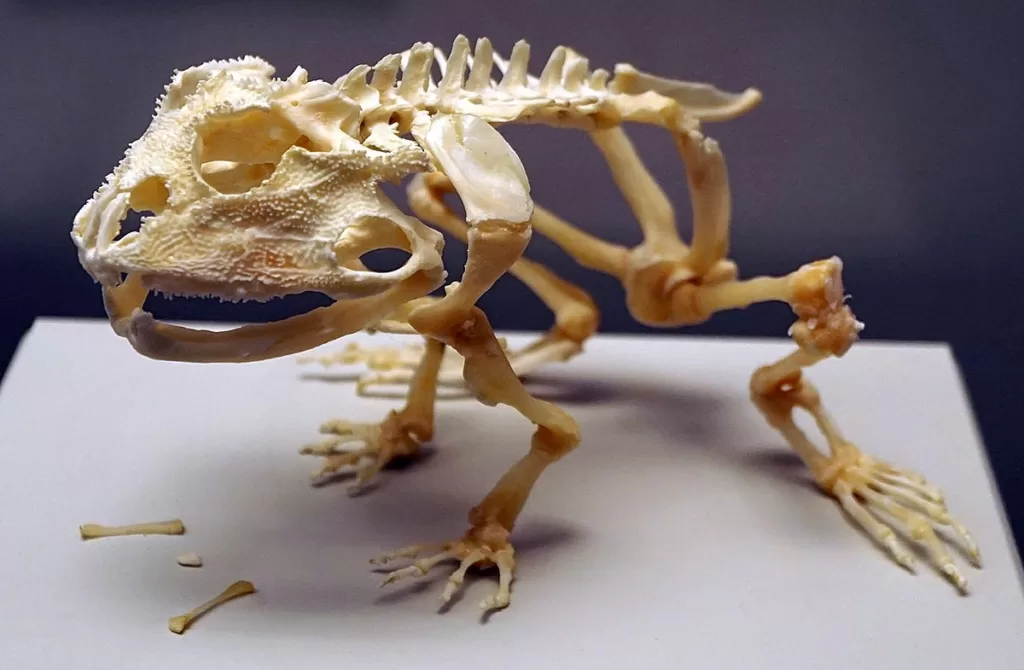 Vista lateral del esqueleto de la rana adspersa sobre suelo blanco