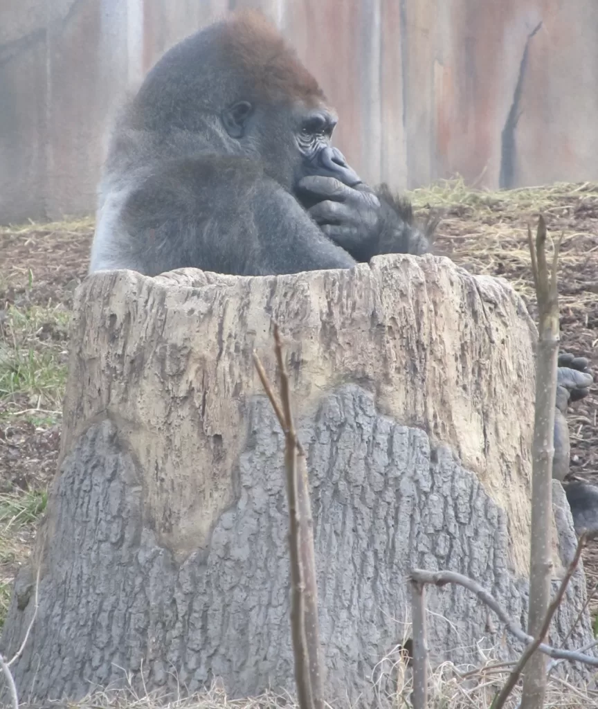 Gorila de Gauer dentro de un tronco reflexionando