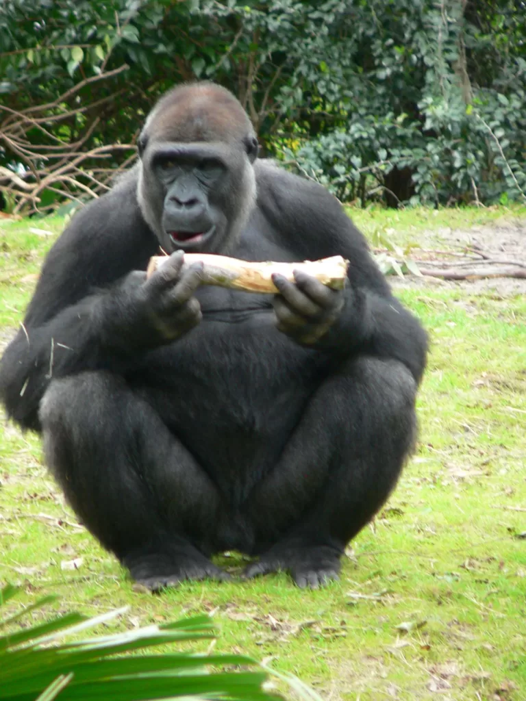 Vista frontal de un gorila de costa comiendo