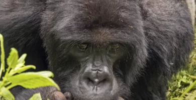 Vista frontal de un gorila de montaña sujetándose la barbilla