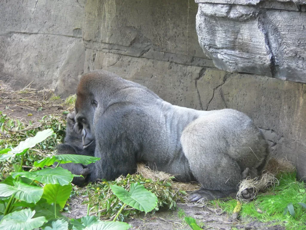 Gorila occidental de llanura tumbado hacia abajo